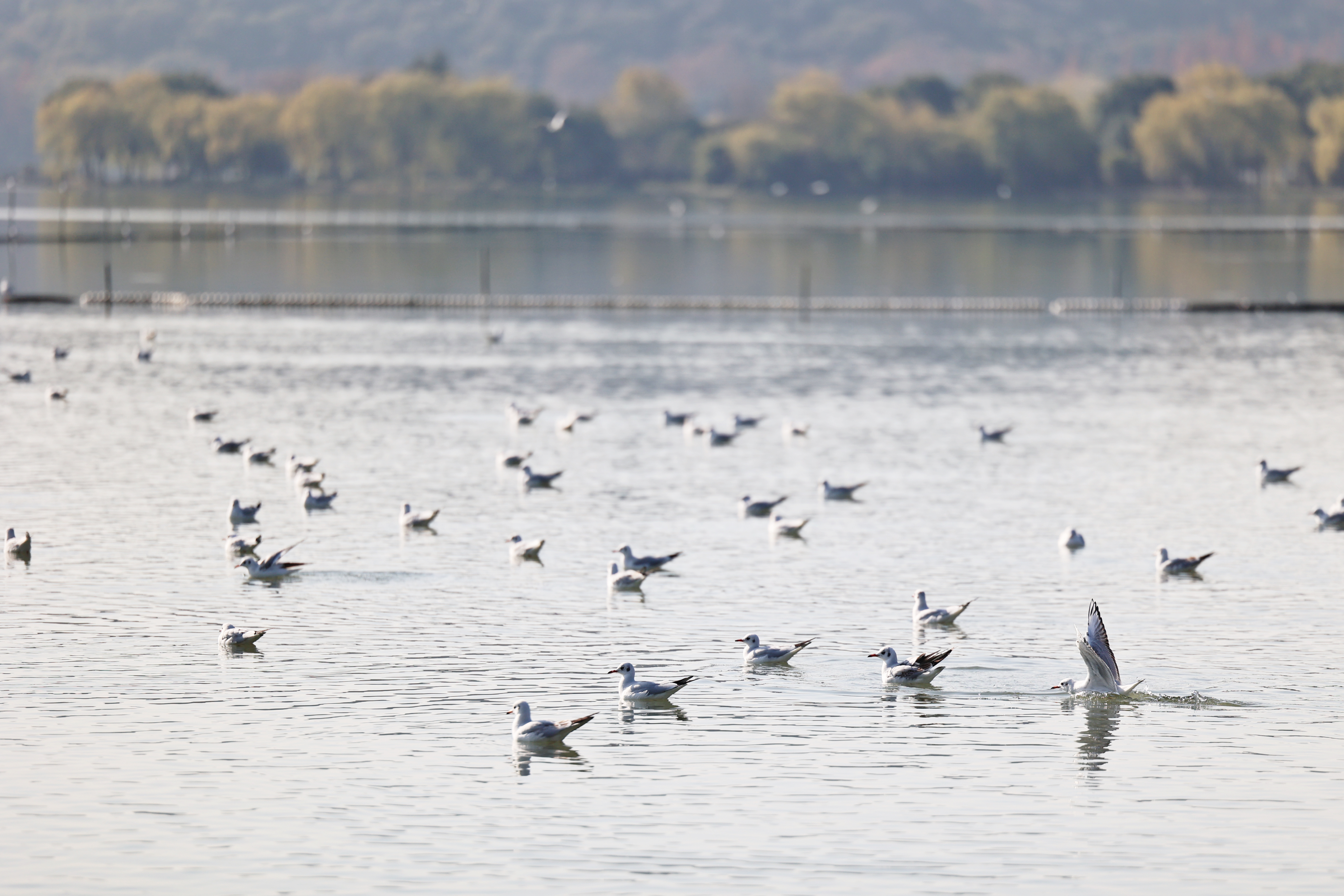 无锡看红嘴鸥附近有什么好玩的,游太湖喂红嘴鸥游玩攻略