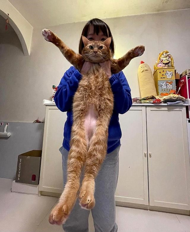 猫咪围着小橘猫,小橘猫肚子鼓鼓的还要喝奶