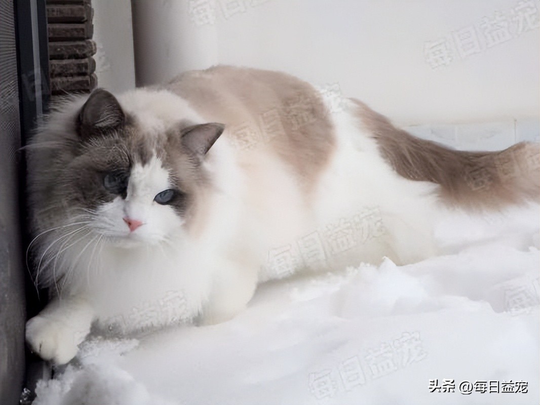 花500元从网上买的猫,6000元的纯种布偶猫