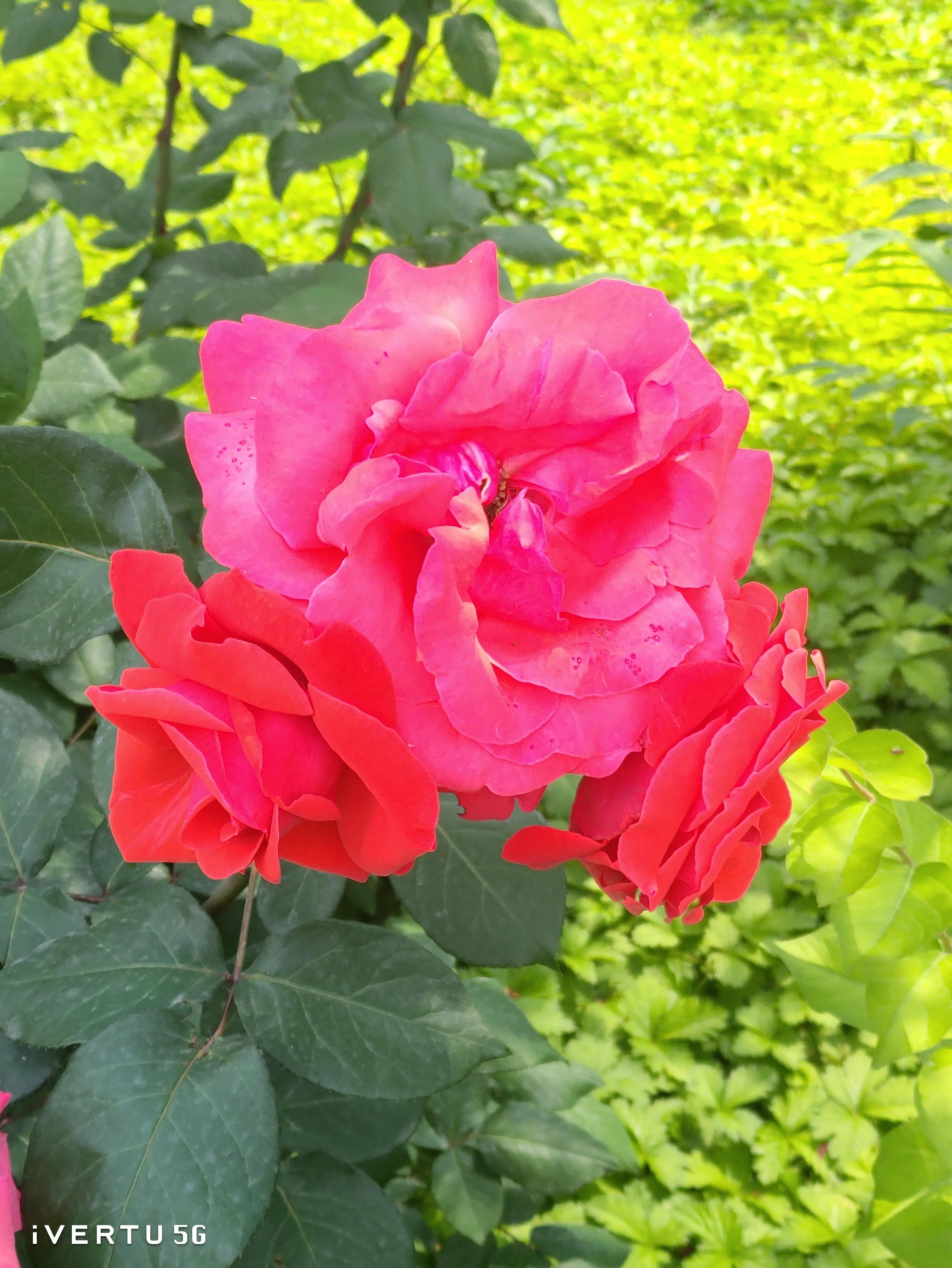 北京盆栽月季可以户外过冬吗,北京植物园市花月季