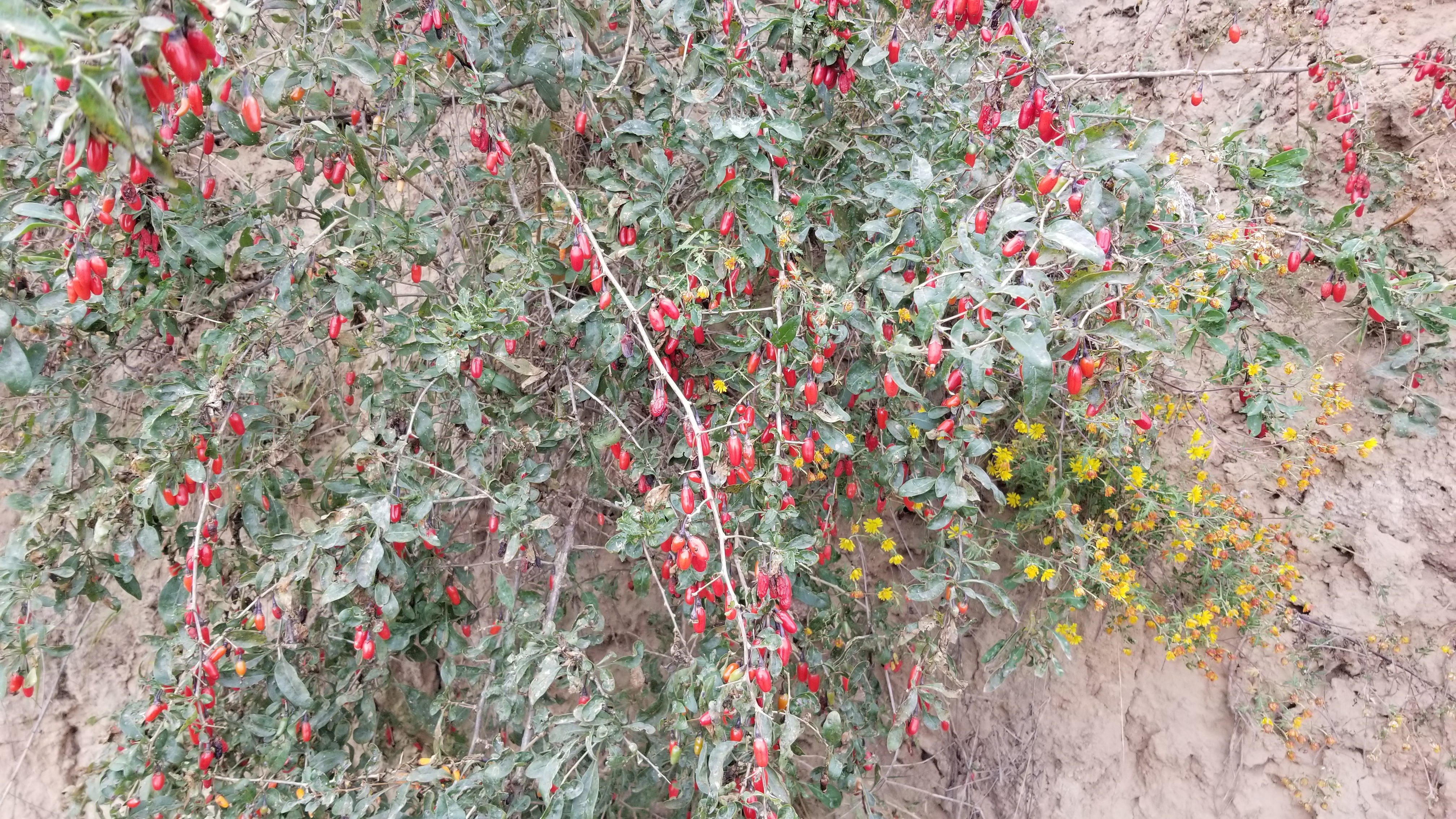 野生枸杞有什么药用价值,野生枸杞有什么作用