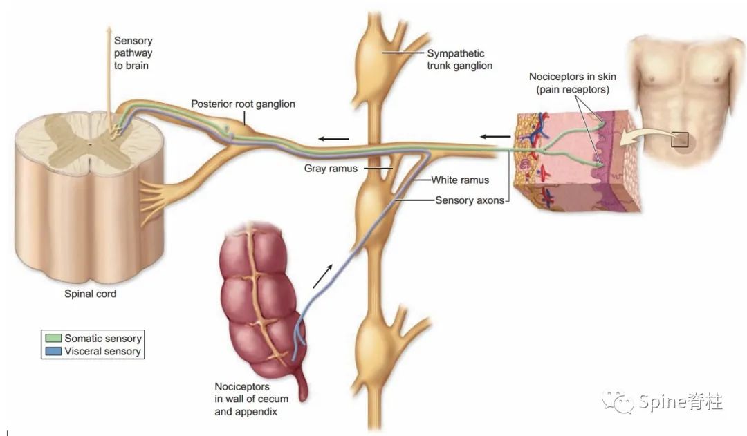 腰椎间盘突出症状表现,腰椎间盘突出症疼痛最佳止痛方法