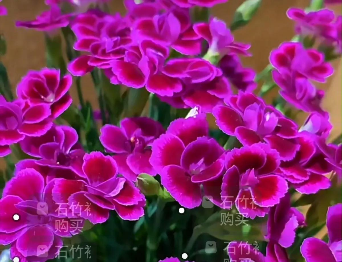 鲜花唯美摄影图片,雨后盛开的花朵摄影图片