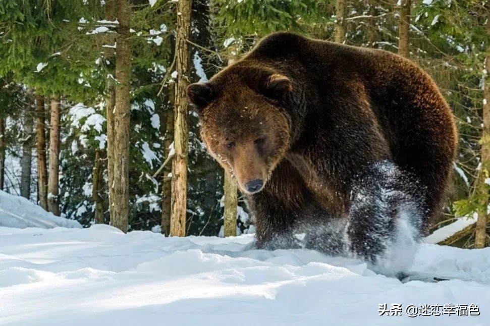 大黑熊伤人,黑熊是怎么伤人的