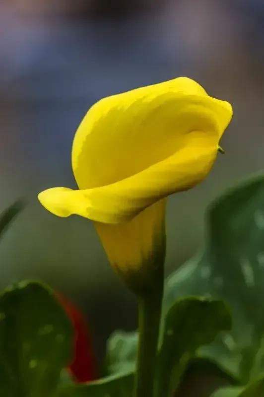 马蹄莲新娘,马蹄莲新娘手捧花图片