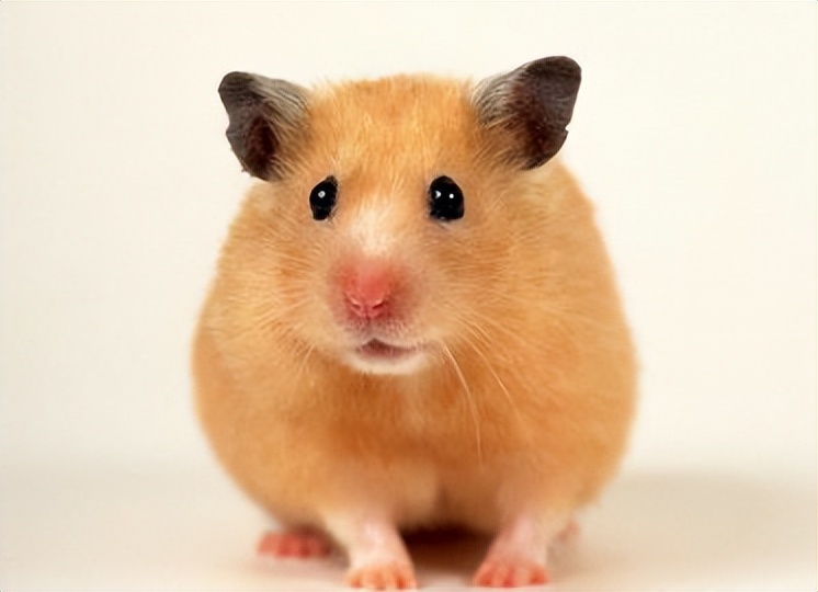 黄金仓鼠为什么叫金丝熊,黄金仓鼠是不是金丝熊