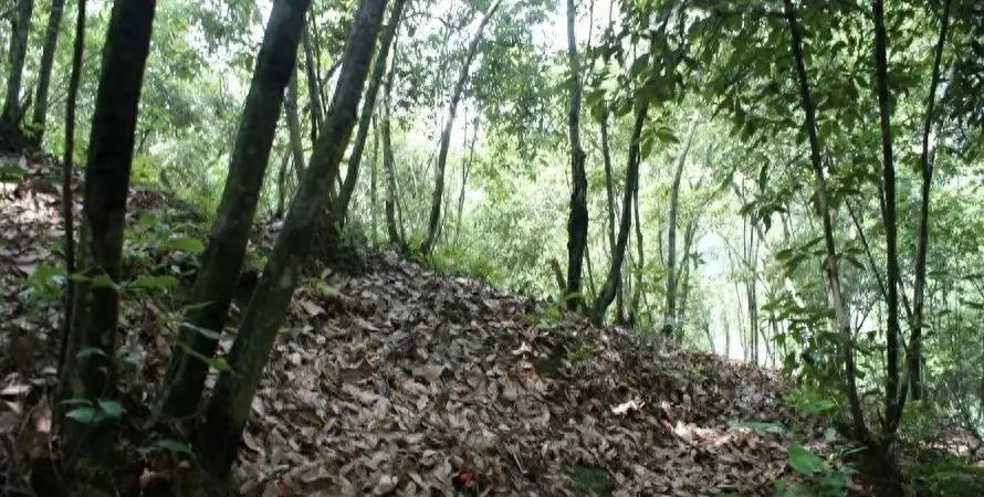 女警被三人杀害案庭审,女警被三人杀害案细节