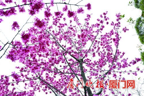 厦门多处樱花争奇斗艳花期,厦门赏山樱花