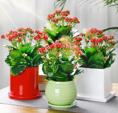 园艺花卉长寿花,花卉长寿花怎样才可以开花呢