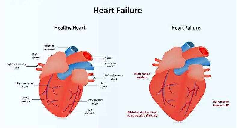 你所不知道的辅酶q10,最新一代辅酶q10是什么