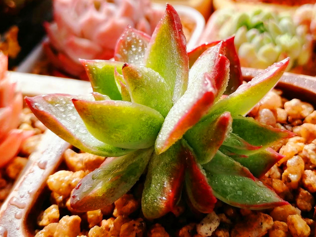 如何认清所有多肉的品种,270种常见多肉你都认识吗