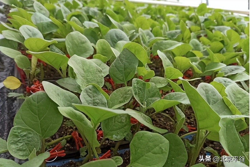 博士农场平谷,平谷农业创新项目