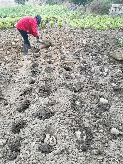 种红薯高产施肥技术,红薯育苗出苗后怎么施肥