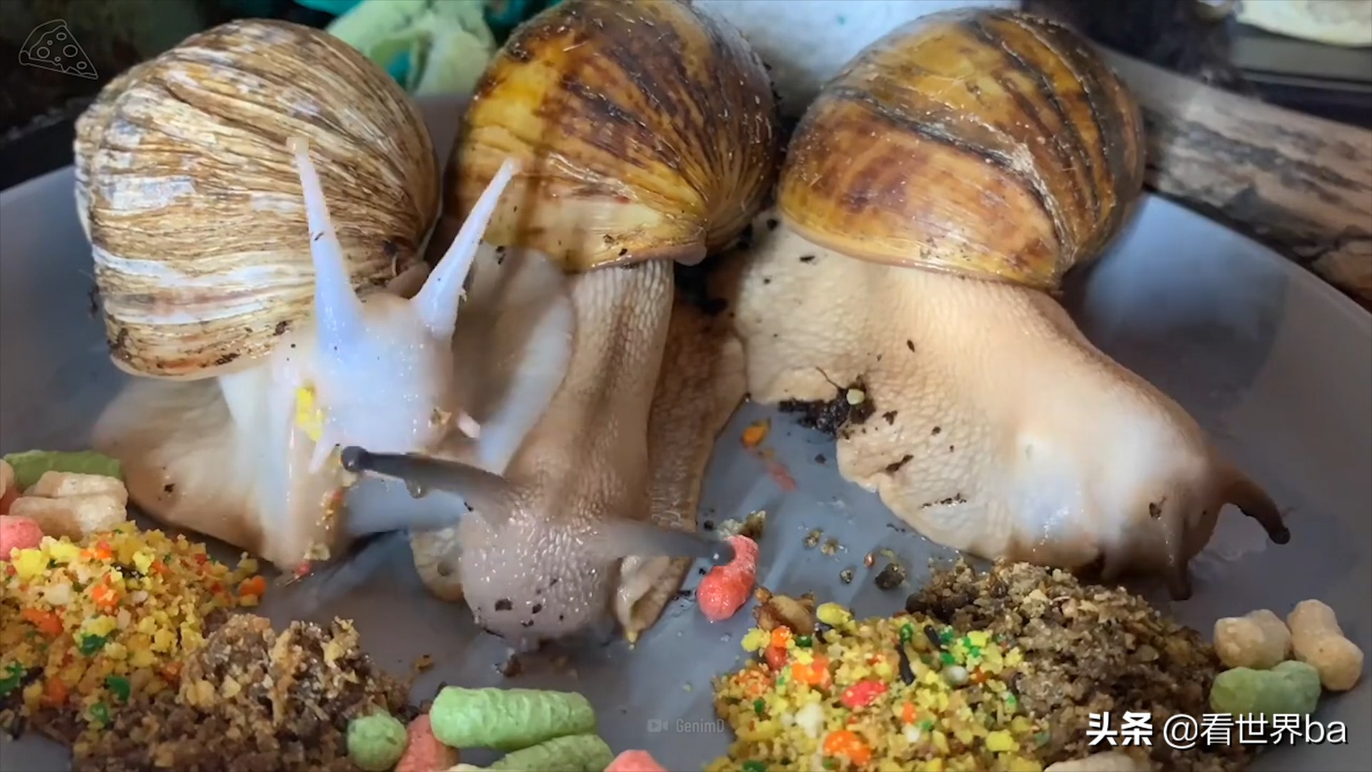 全球肆虐的非洲大蜗牛，是非洲人的美味，中国吃货：这个真不敢吃