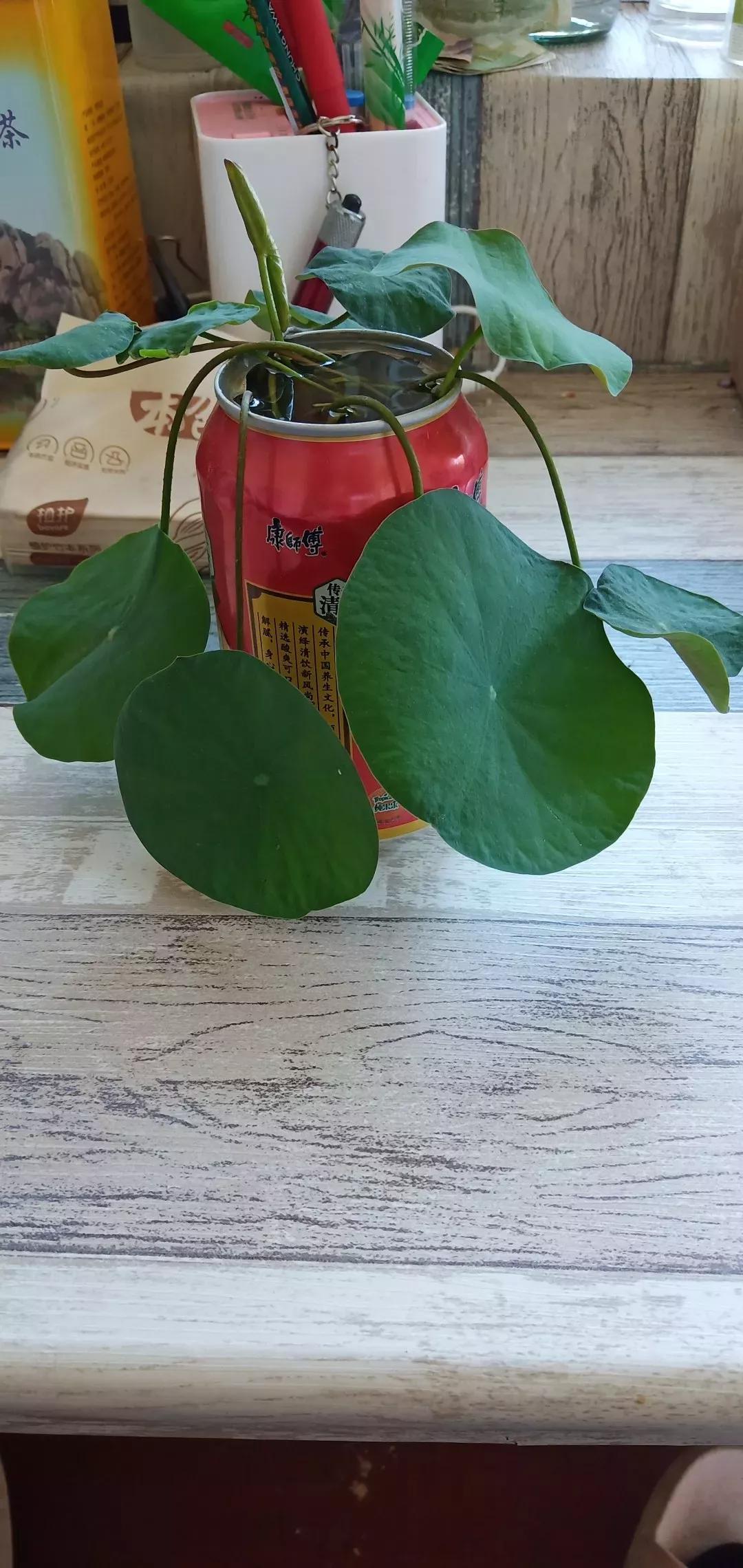 #新人百粉互动新人破百小组新人千粉互动计#我养的睡莲没开花