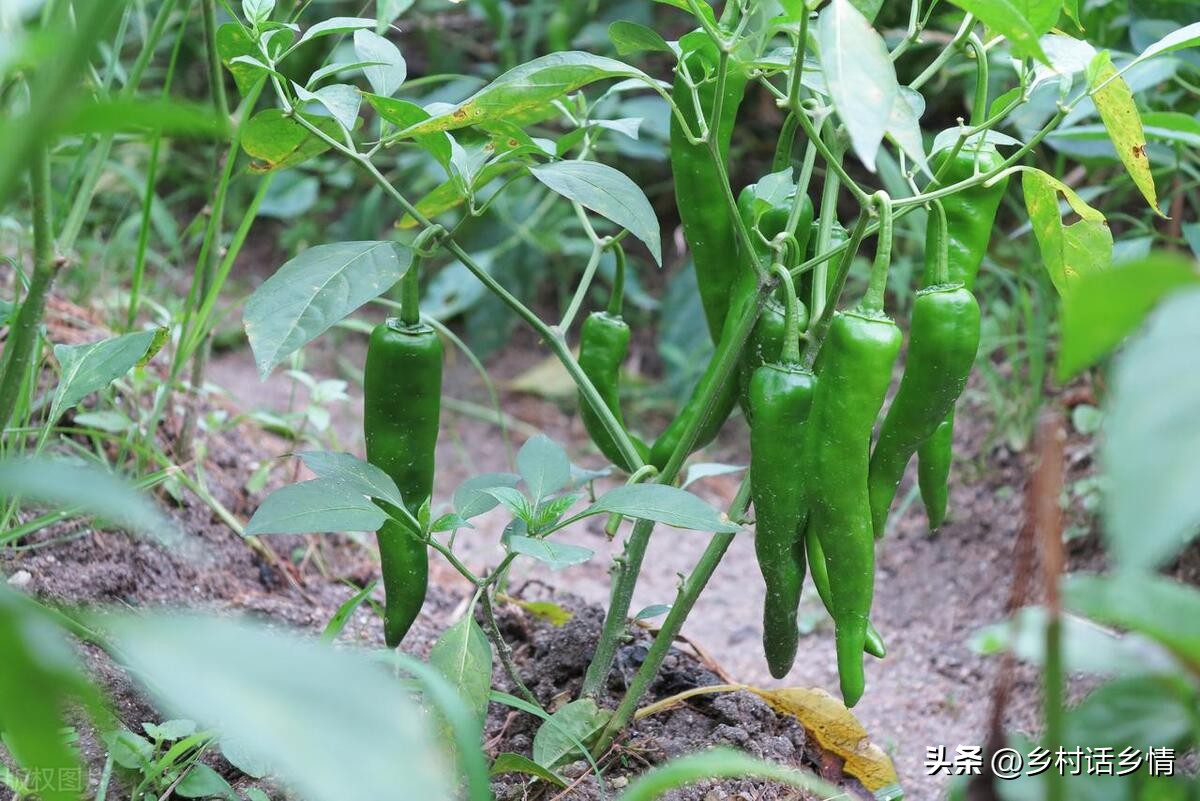 给蔬菜浇水有哪些注意事项,蔬菜水浇多了会不会影响生长
