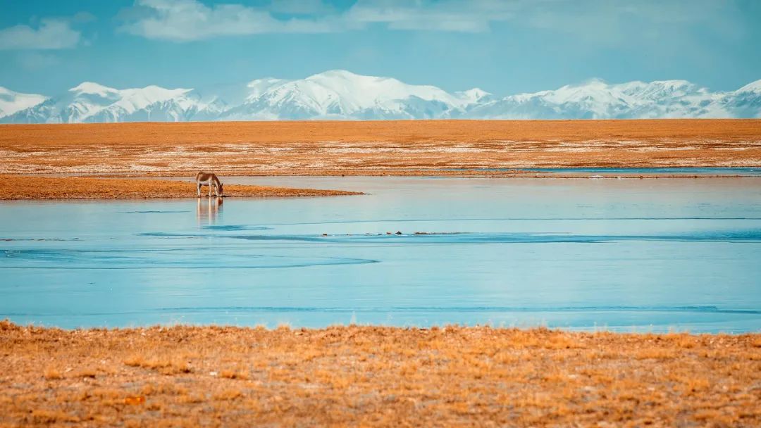 深入可可西里的无人区,探索可可西里无人区