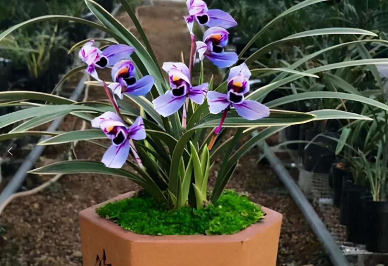 建兰金边紫月荷,建兰紫月荷视频