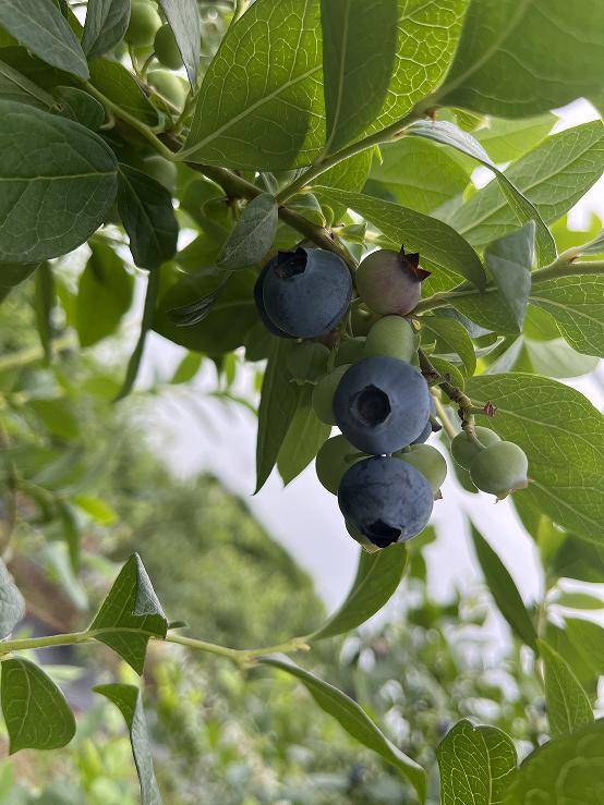 超甜预警！夏日采摘季！快来汉中实现水果自由~