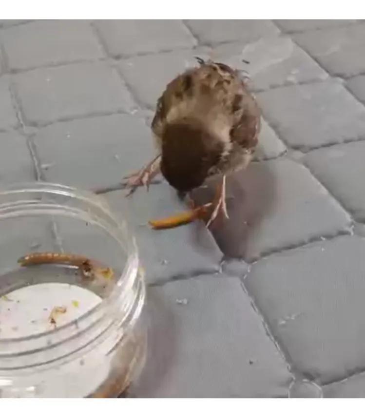 捡来的小麻雀能活吗,捡到一只小麻雀能不能放生