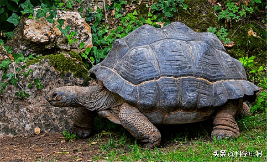 养乌龟判刑,养乌龟被判刑把乌龟送走