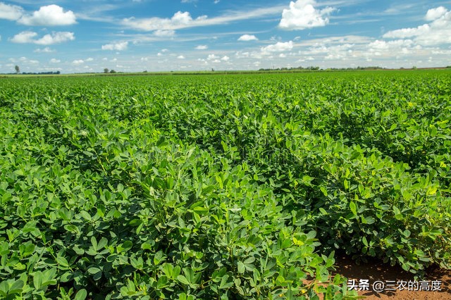 花生专用肥和花生药肥哪个效果好,花生微肥使用时间