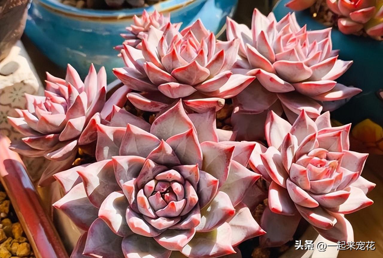 多肉粉蓝鸟怎么玩,粉蓝鸟多肉养护方法和技巧图解
