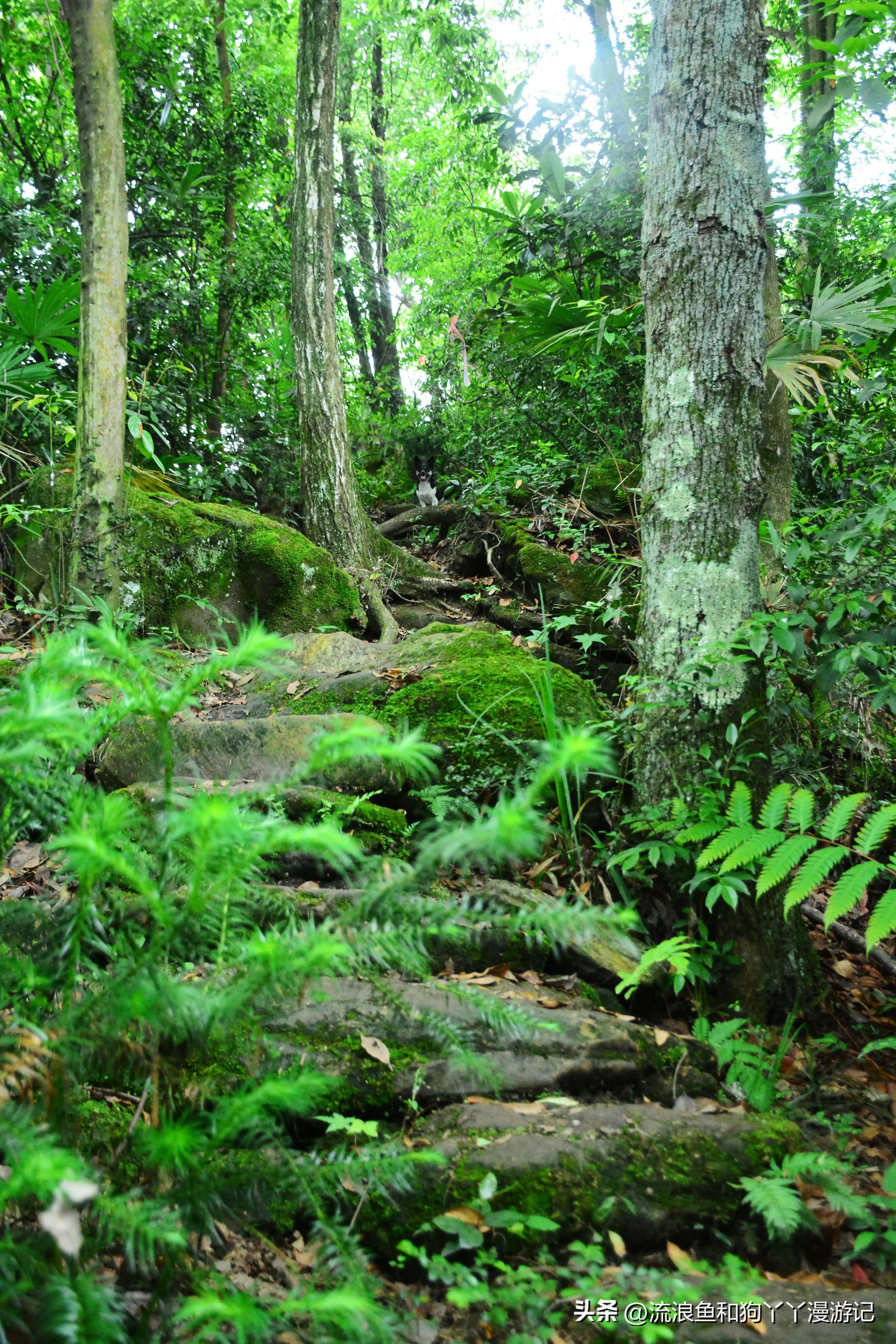 四月份成都近郊一日游好去处,2022成都近郊看雪一日游最佳去处