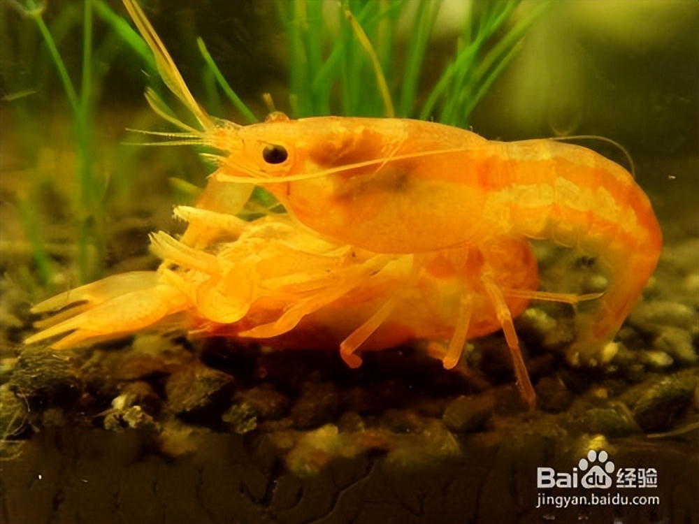 怎么饲养宠物虾和大虾,养宠物虾需要准备什么