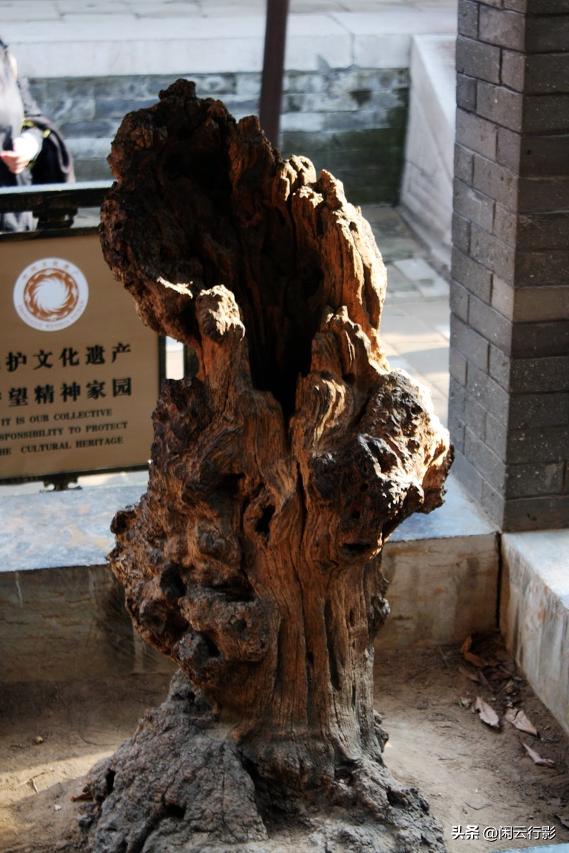 曲阜孔林有哪些历史名人的墓,曲阜孔林的墓地在哪里