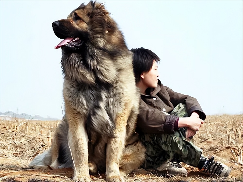 各个国家代表狗品种,各个国家的犬类动物代表