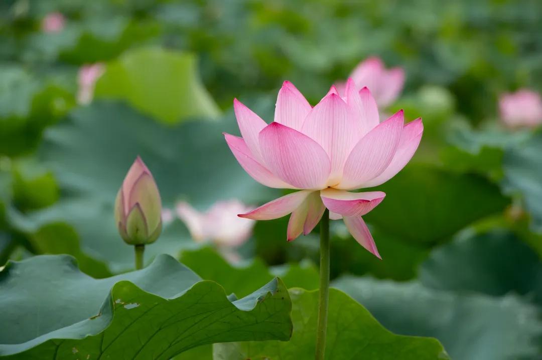 从化东成荷花园,从化摘荔枝之旅