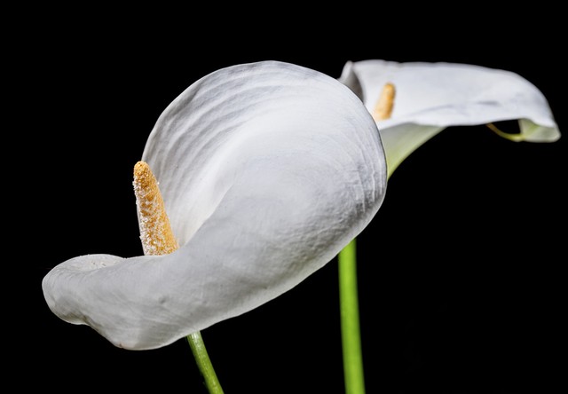 美图马蹄莲花图片,马蹄莲花壁纸图片