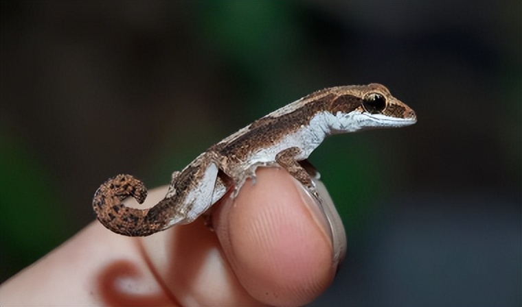 豹猫守宫断尾会长回来吗,豹猫守宫蜕皮要注意什么