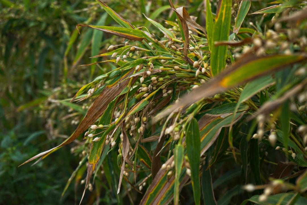 案例剖析！海棠湾薏米如何乡村振兴？品效合一+爆品*局破**