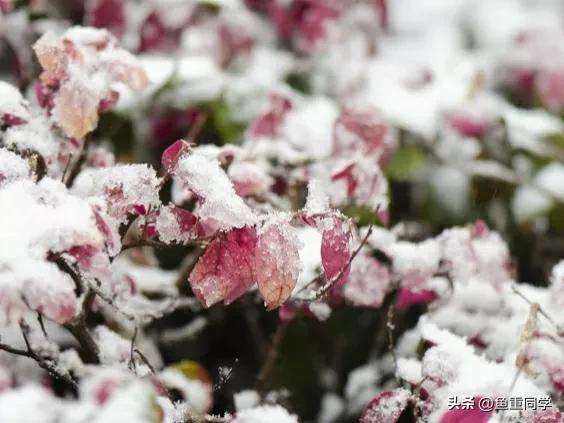 2023年是黑兔有什么说法,2023年黑兔遇上闰二月有什么说法