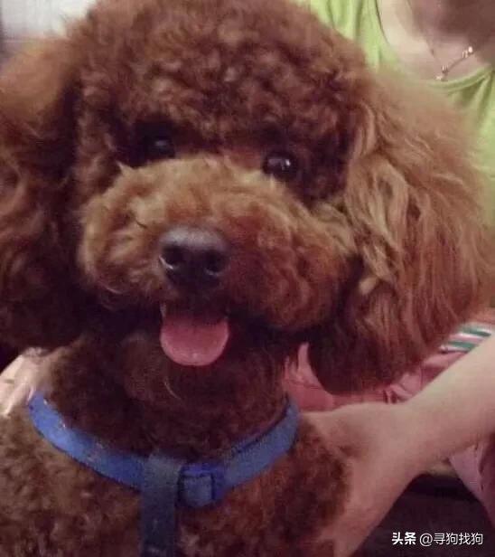 无锡同城寻狗泰迪,无锡市梁溪区有偿寻找泰迪犬