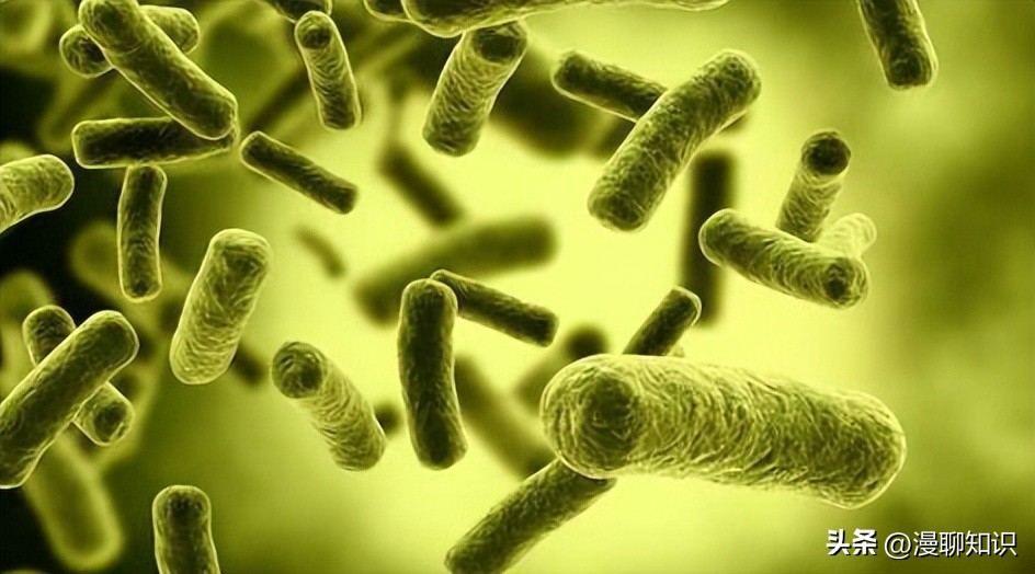 乳酸菌是一种还是一群细菌,乳酸菌是什么东西