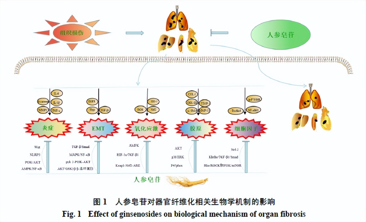 人参皂苷健脾胃,人参皂苷rh2对肺纤维化的作用