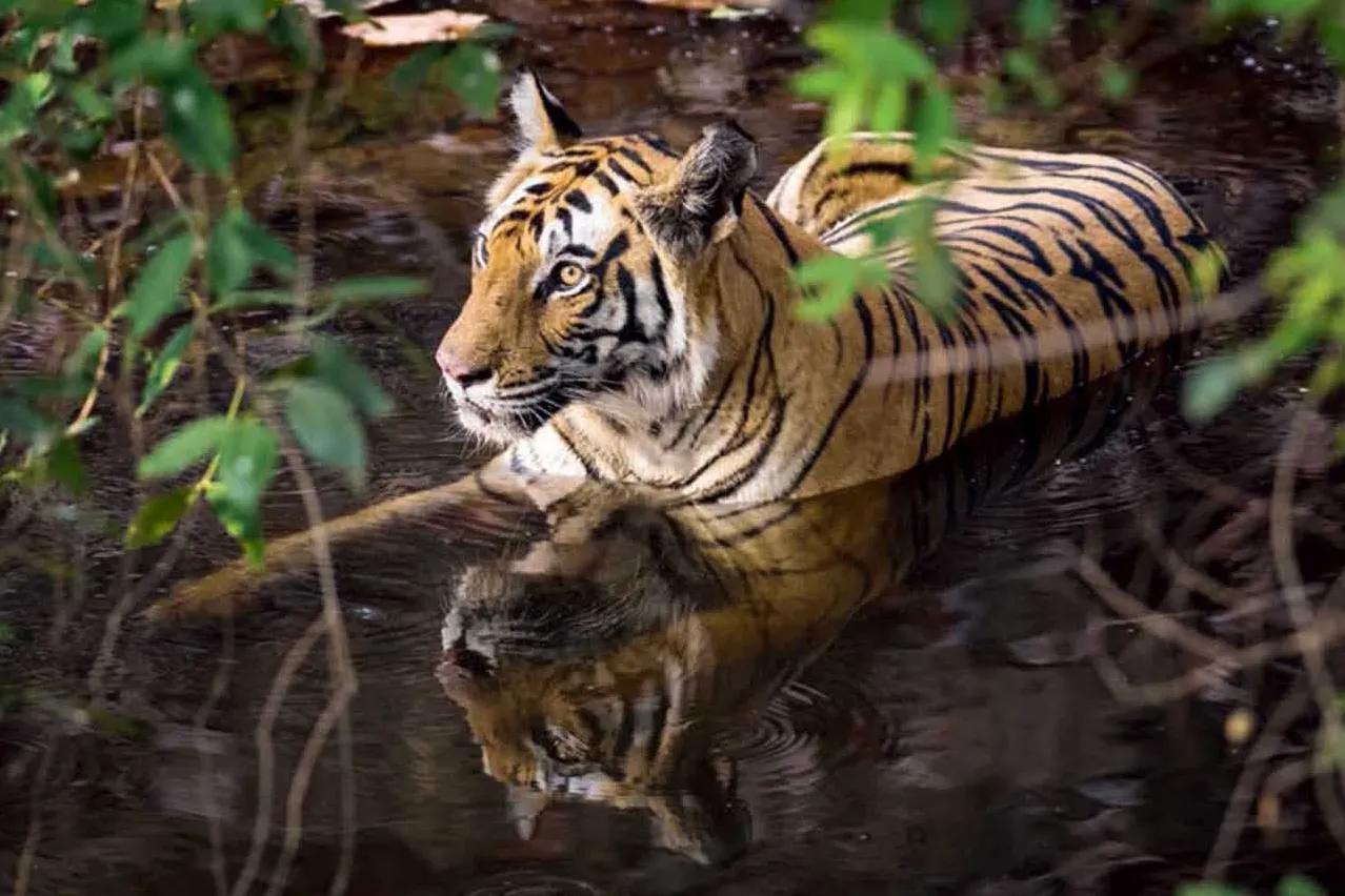 母虎“亲密”时到底有多痛苦?满地打滚、转身攻击公虎