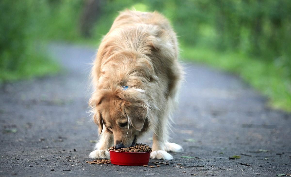 狗狗吃哪种狗粮毛发漂亮易消化,狗狗吃什么牌子的狗粮好