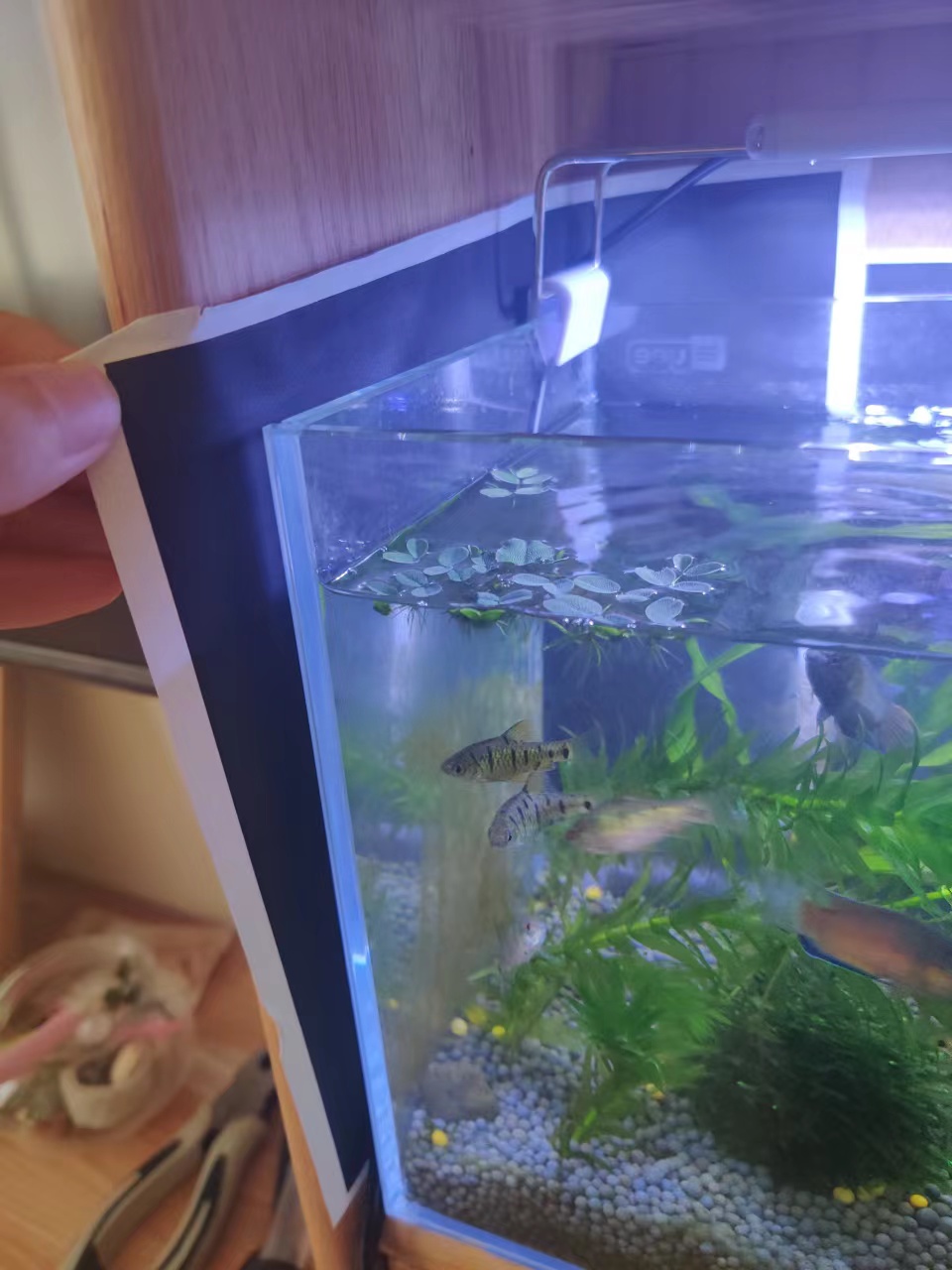 新手养斗鱼下崽了怎么办,新手养斗鱼零基础入门