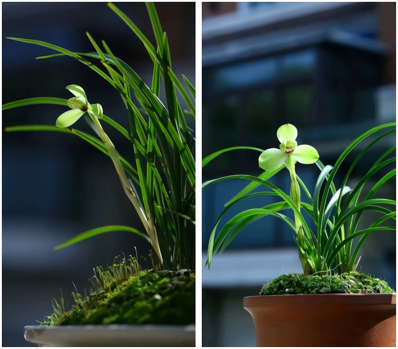 今年兰花展金奖,2020浙江兰花展