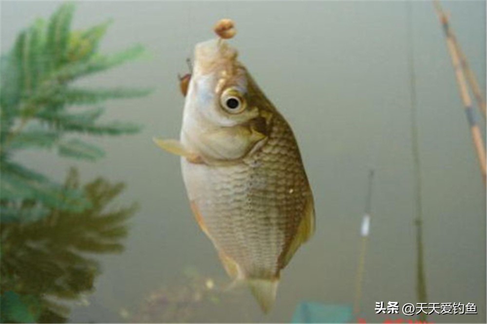 野钓快速聚鱼的绝密饵料,十大钓鲫鱼饵料配方