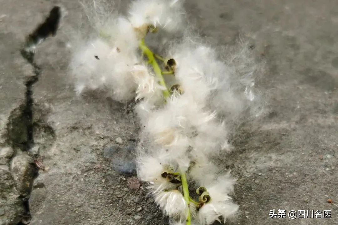 成都大街小巷最新消息,现在疫情下的成都大街