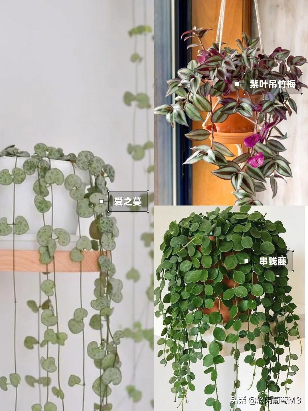 十大室内爬藤绿植,长得快的爬藤垂吊植物