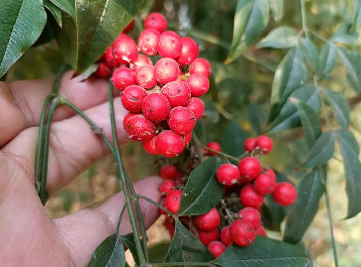 春到人间满眼绿的图片,春到园林万物生