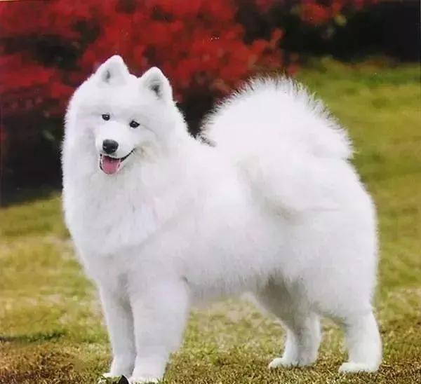 澶稿紶璇寸嫍,鐜勫璇寸嫍