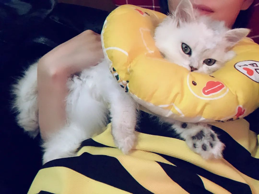 想扔猫怎么办,我想丢掉猫咪怎么办