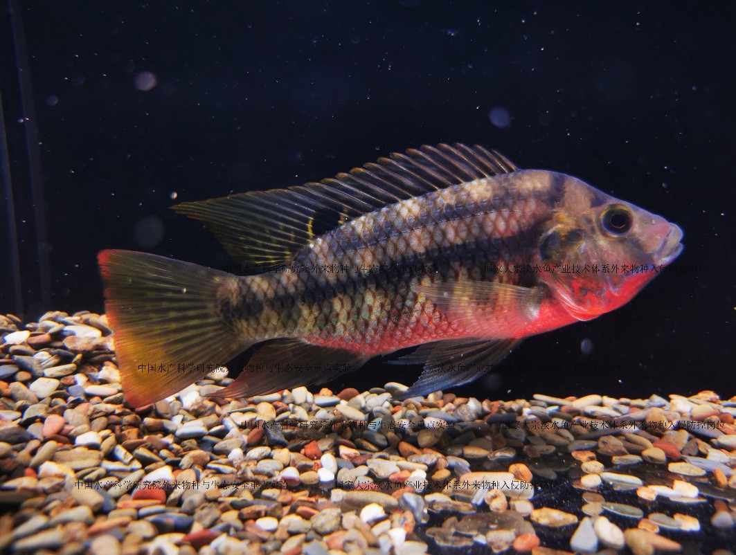 外来入侵水生动物福寿螺,外来水生生物入侵措施